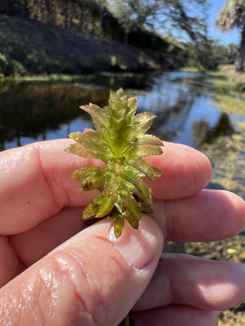 Hydrilla verticillata subsp. verticillata photo 4