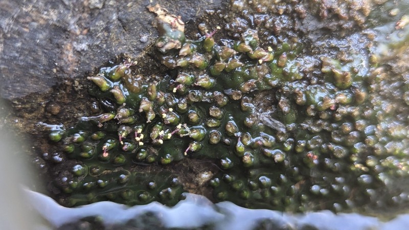 Hydrobryum chiangmaiense photo 3