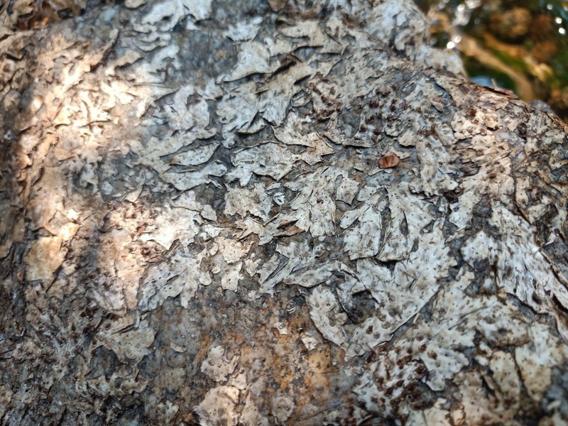 Hydrobryum chiangmaiense photo 4