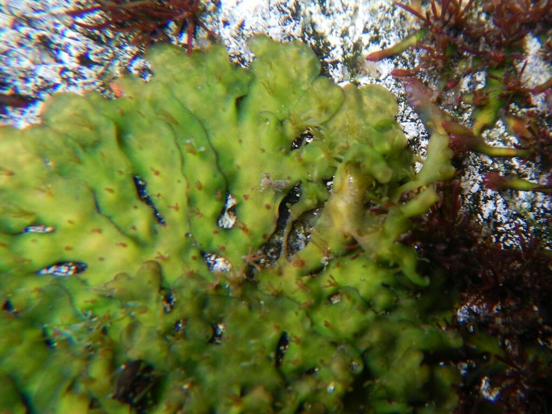 Hydrobryum floribundum