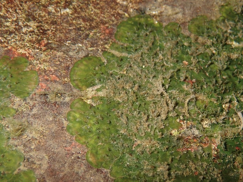 Hydrobryum floribundum photo 2