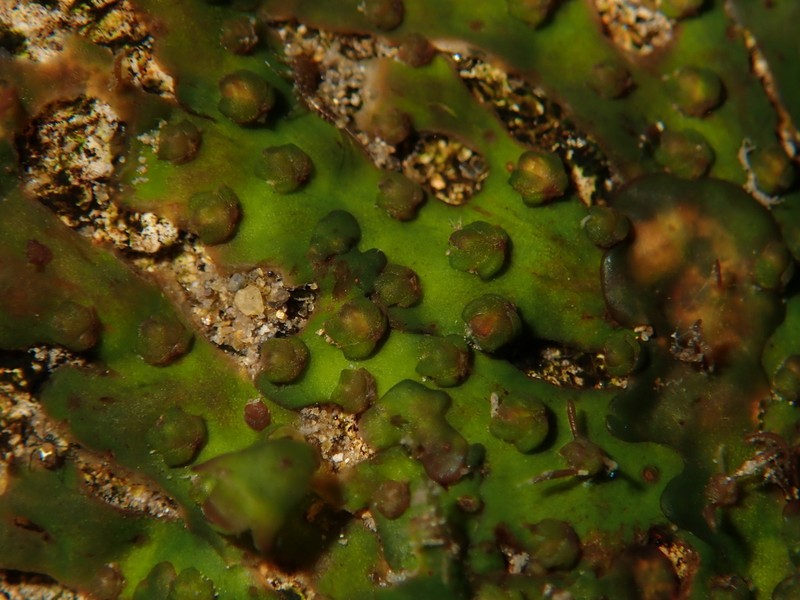 Hydrobryum floribundum photo 3