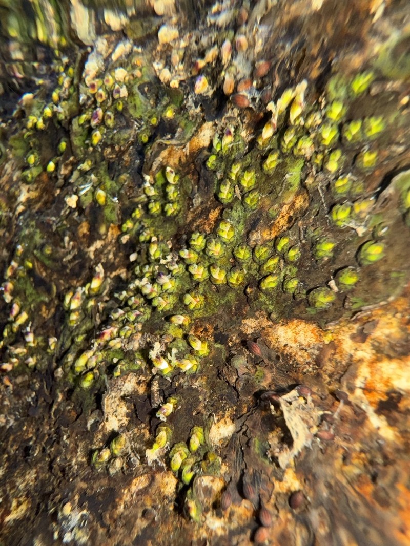 Hydrobryum griffithii