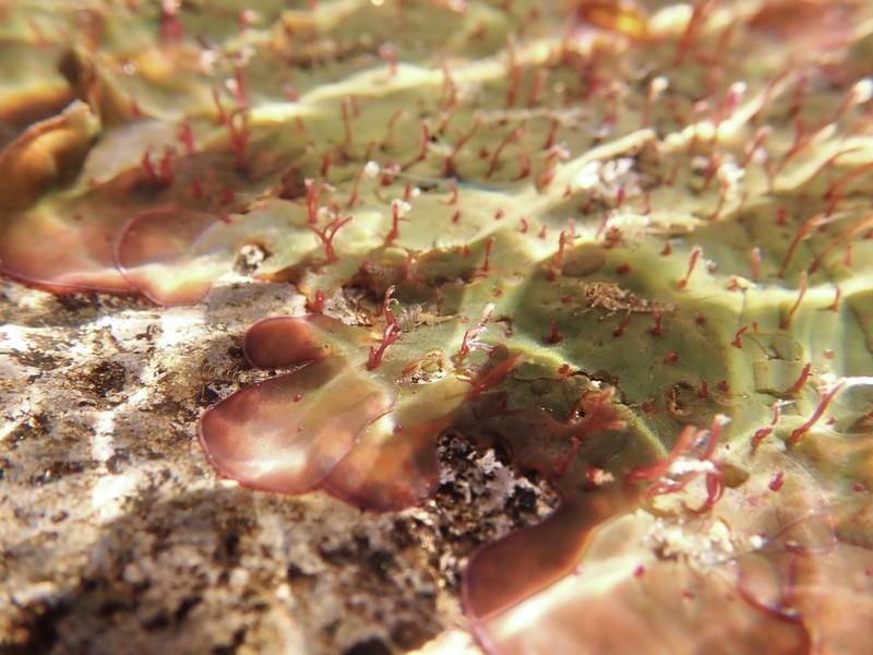 Hydrobryum japonicum