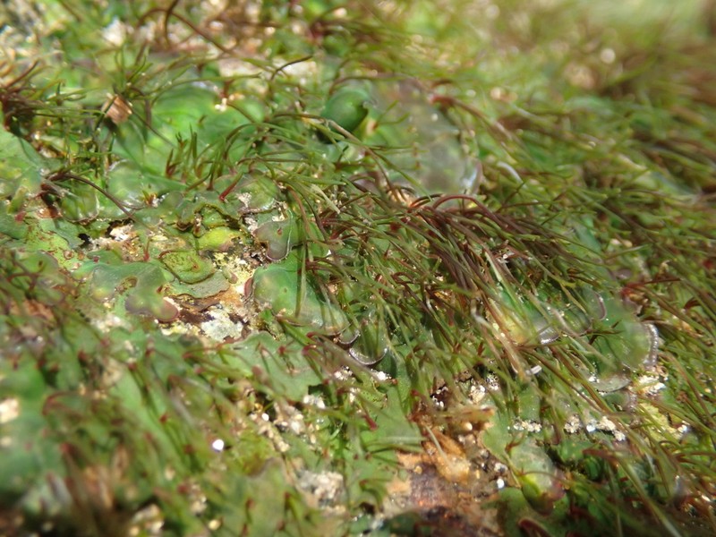 Hydrobryum japonicum photo 2