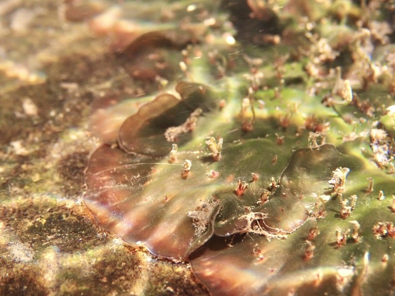 Hydrobryum koribanum
