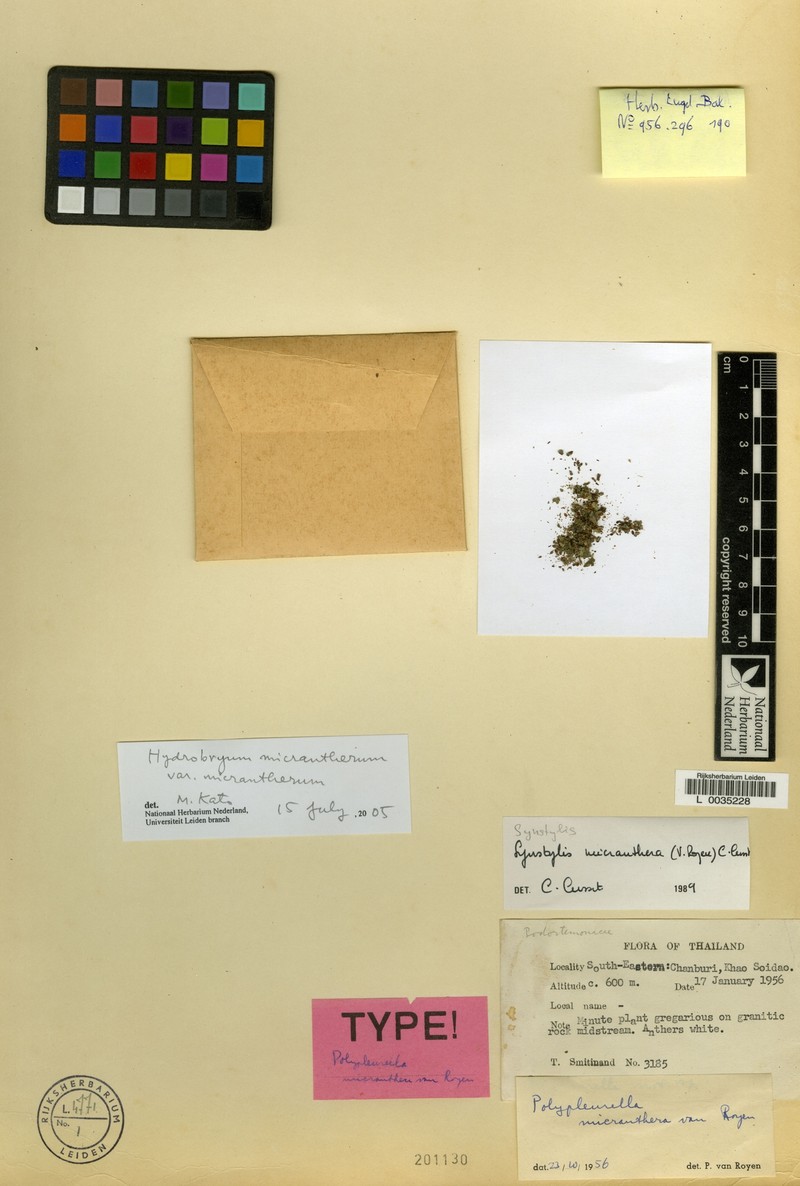 Hydrobryum micrantherum photo 3