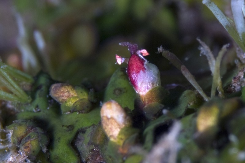 Hydrobryum puncticulatum photo 2