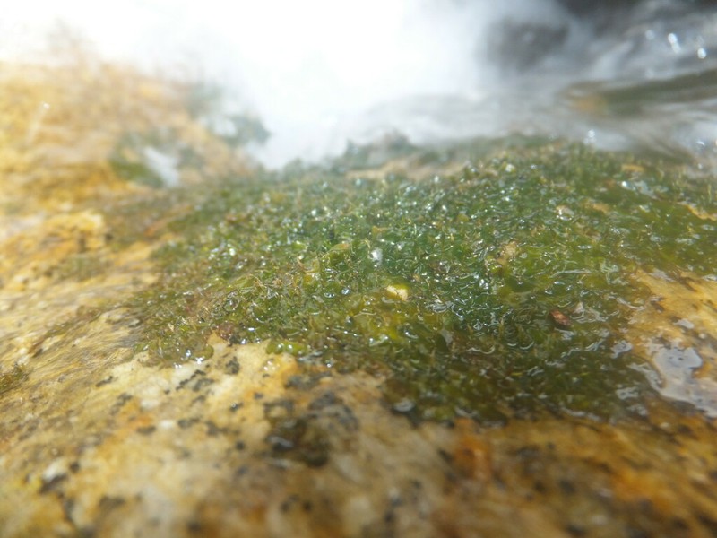 Hydrobryum puncticulatum photo 3