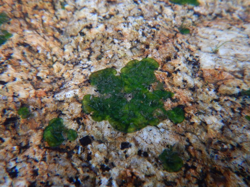 Hydrobryum puncticulatum photo 4