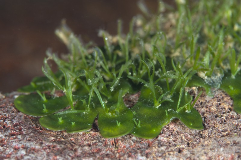Hydrobryum puncticulatum photo 7