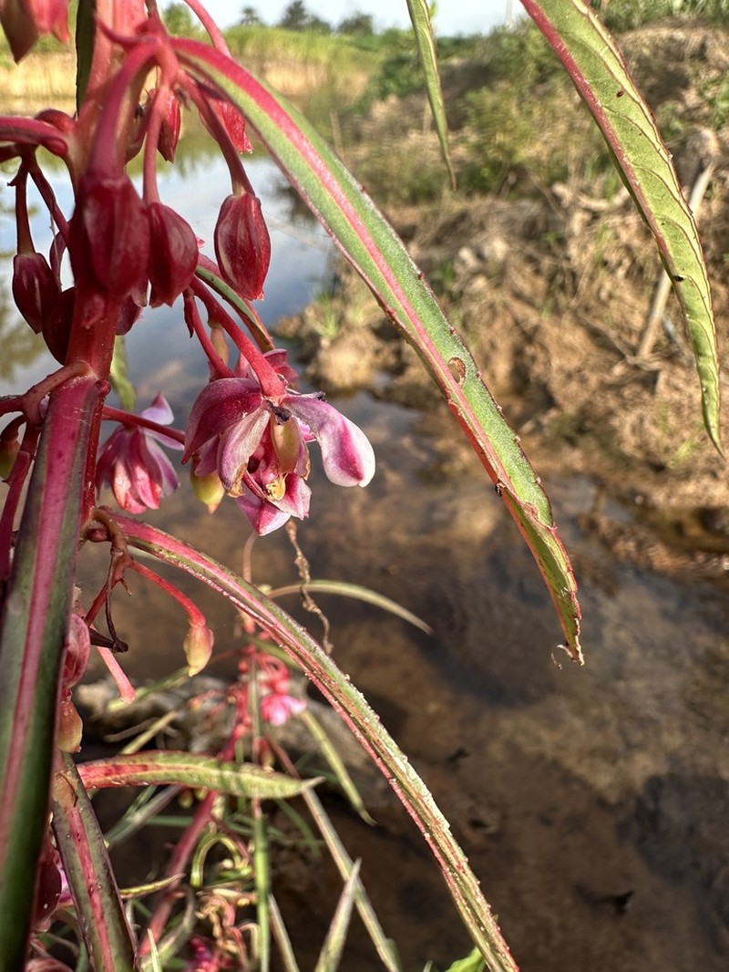Hydrocera triflora photo 2