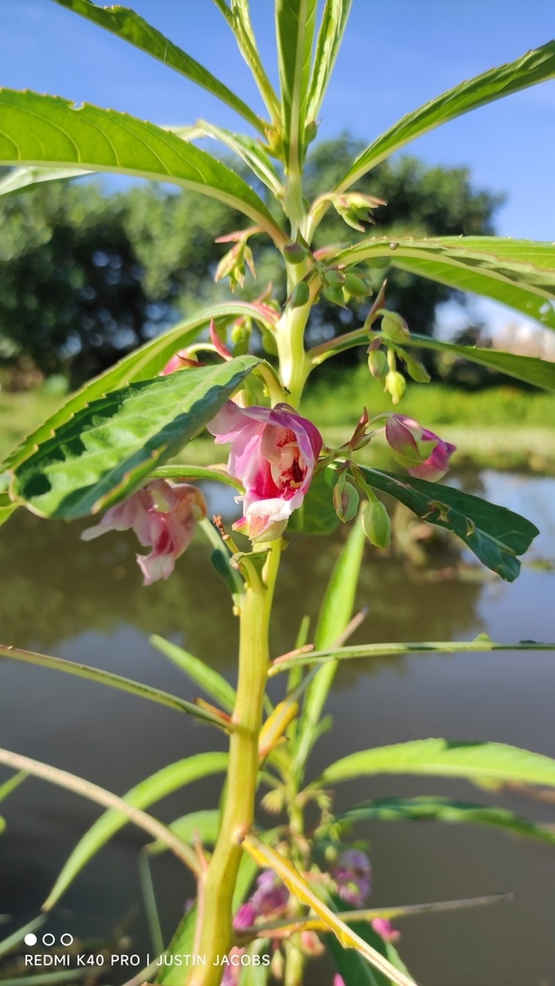 Hydrocera triflora photo 4