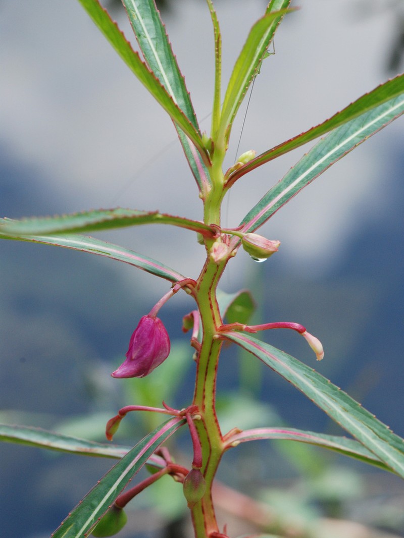 Hydrocera triflora photo 5