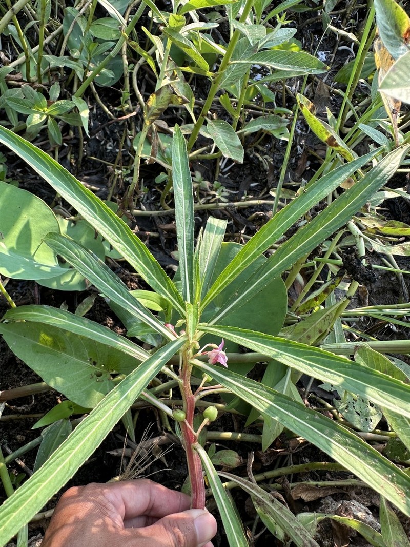 Hydrocera triflora photo 6