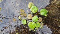 West Indian Spongeplant