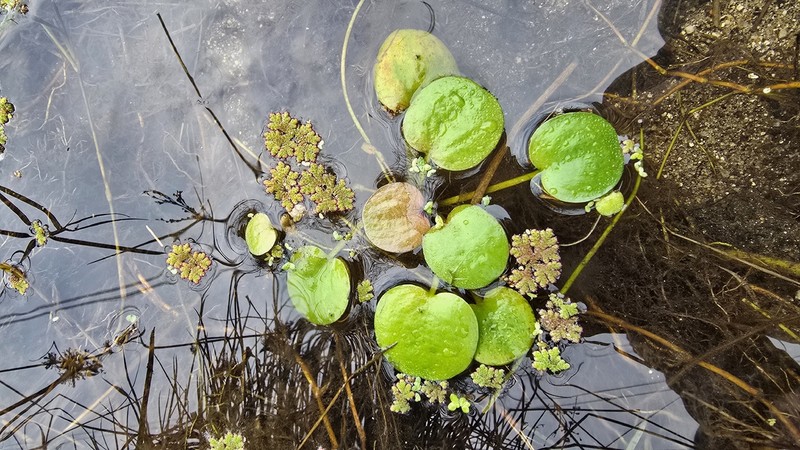 West Indian Spongeplant