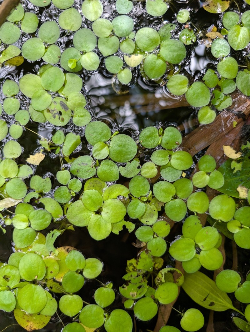 West Indian Spongeplant photo 2