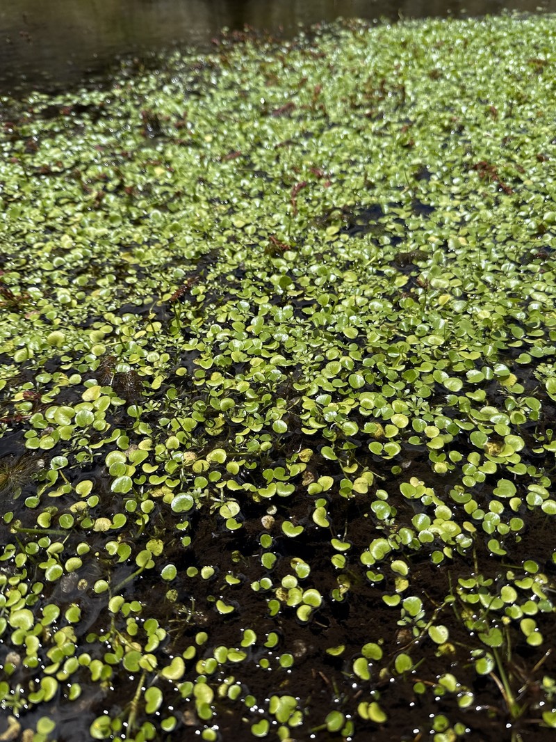West Indian Spongeplant photo 3