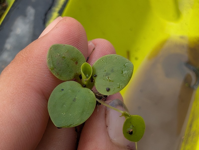 West Indian Spongeplant photo 4