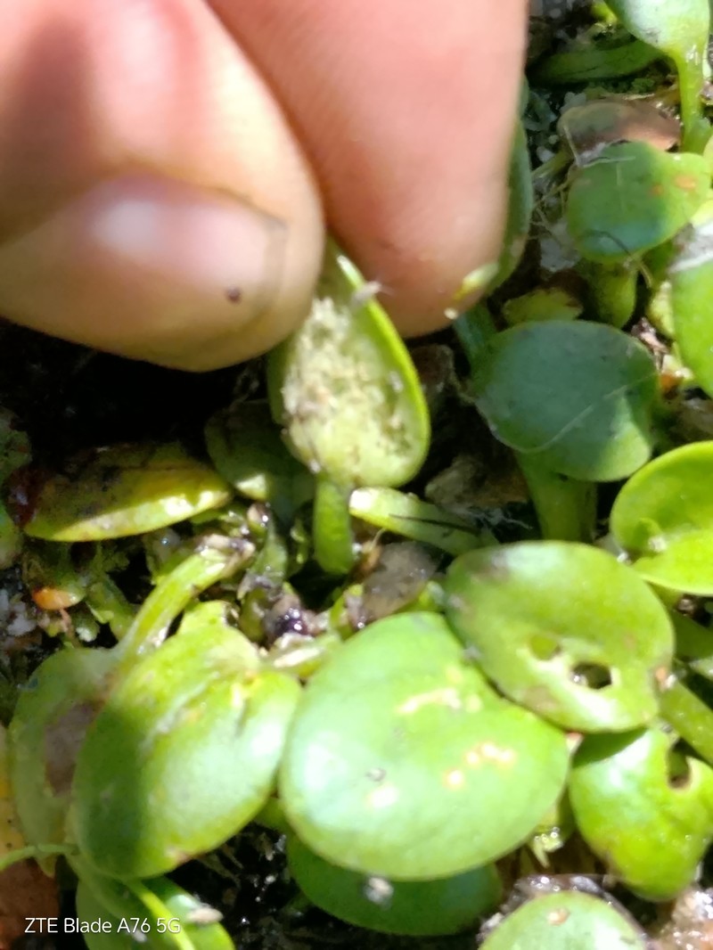 West Indian Spongeplant photo 5