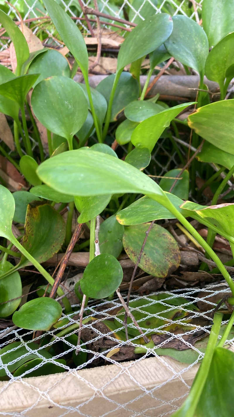 West Indian Spongeplant photo 6