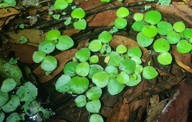 West Indian Spongeplant photo 7