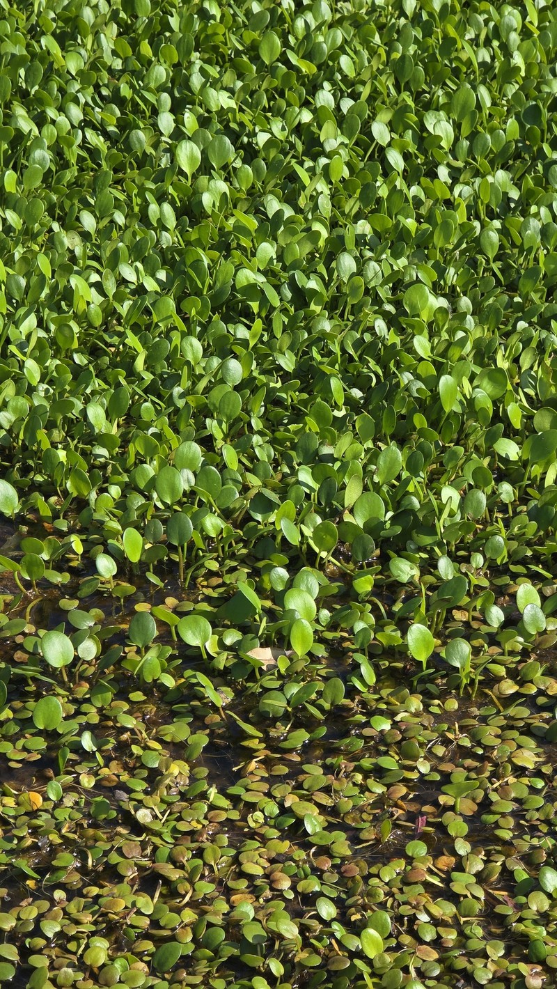 West Indian Spongeplant photo 8