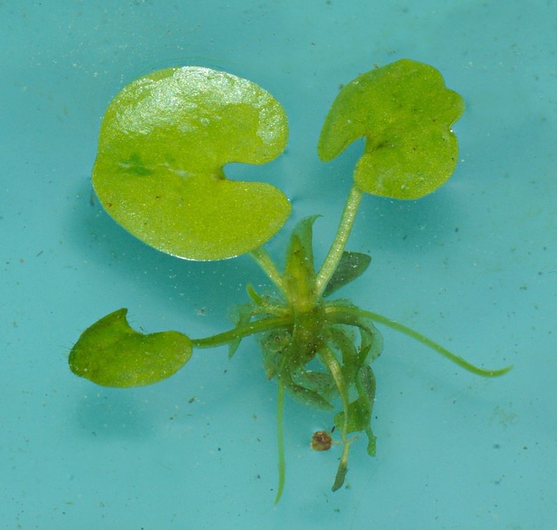 Common Frogbit photo 2