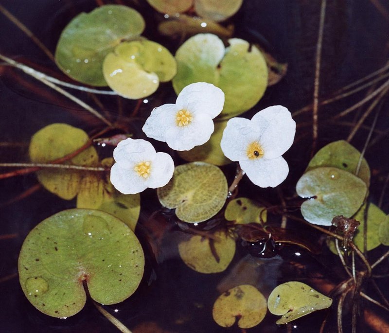 Common Frogbit