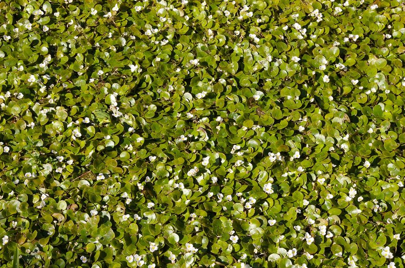 Common Frogbit photo 3