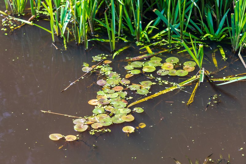 Common Frogbit photo 4
