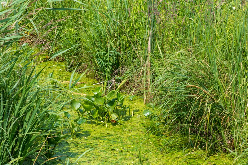 Common Frogbit photo 5