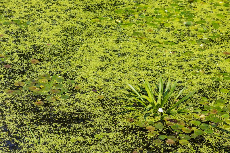 Common Frogbit photo 6