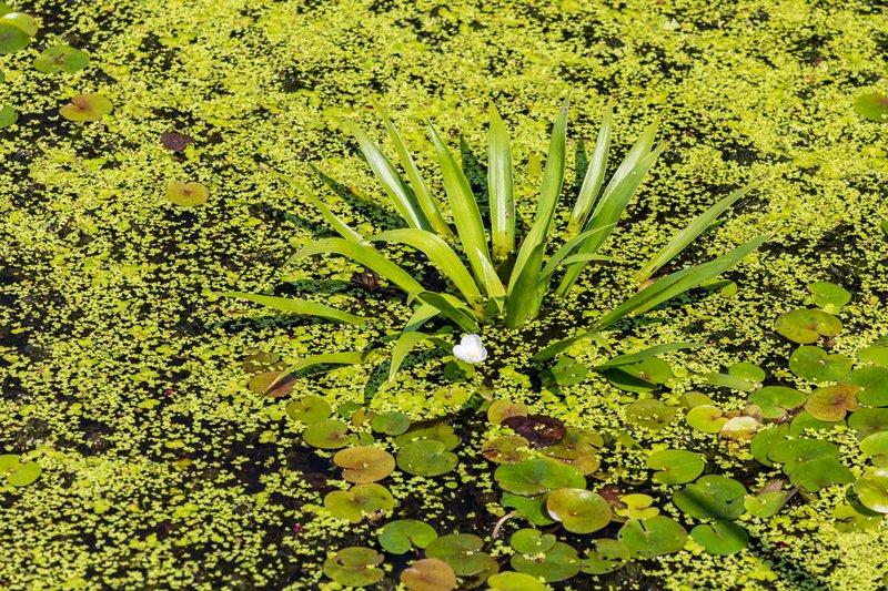 Common Frogbit photo 7