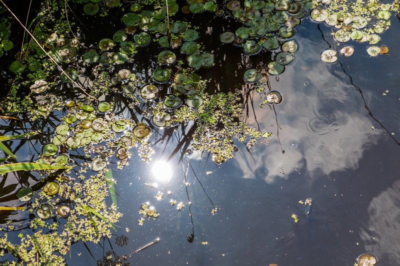 Common Frogbit photo 8