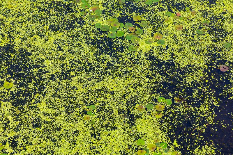 Common Frogbit photo 9