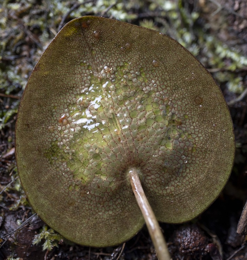 American Spongeplant