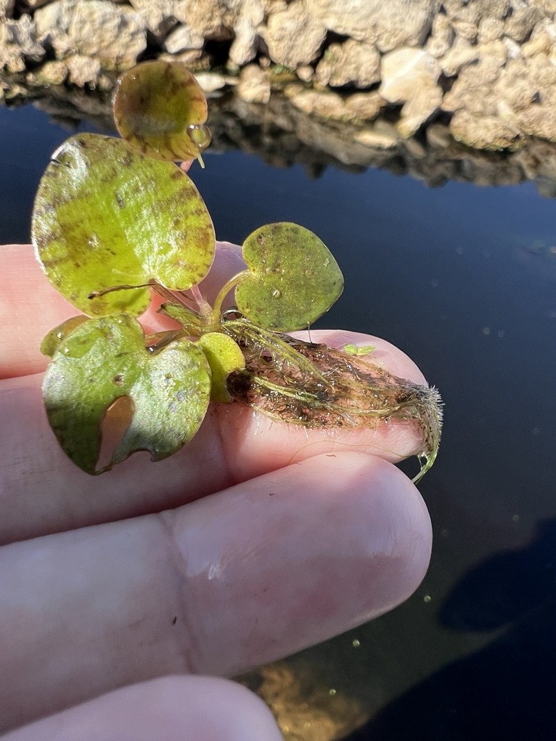 American Spongeplant