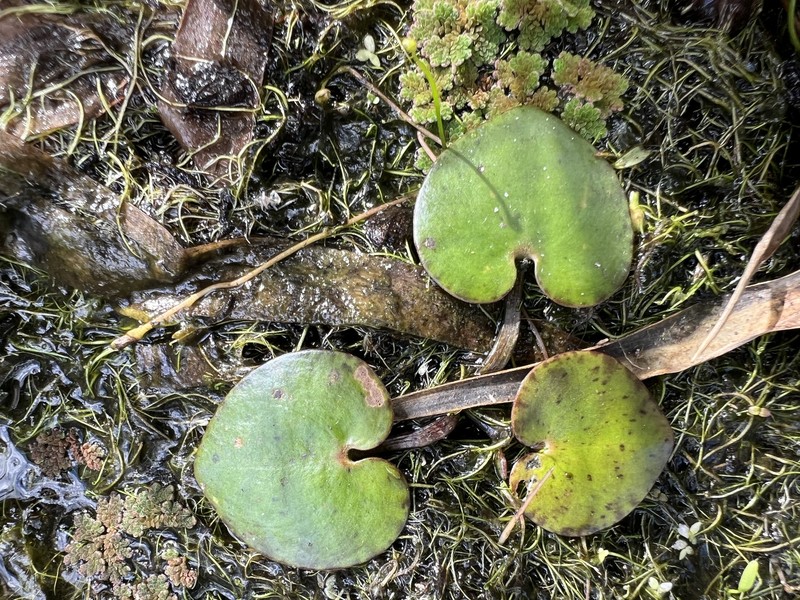 American Spongeplant photo 3