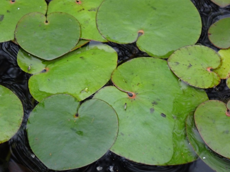 American Spongeplant photo 4