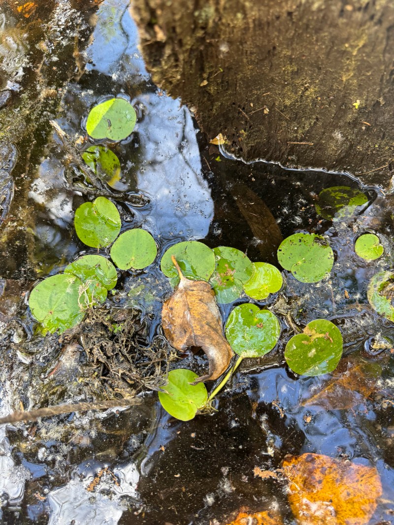 American Spongeplant photo 5