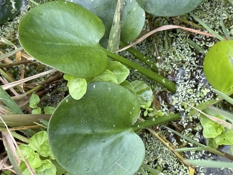 American Spongeplant photo 6
