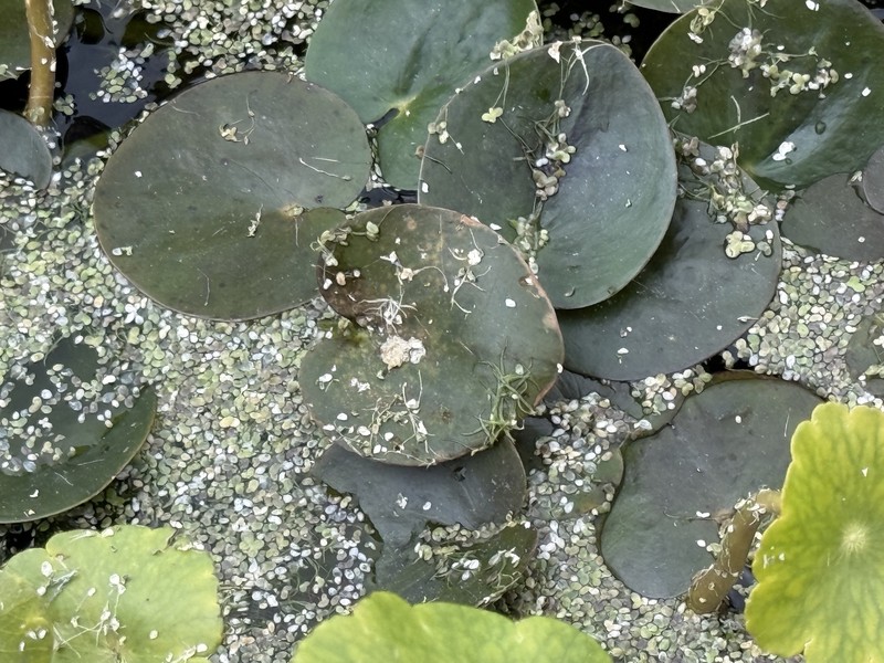 American Spongeplant photo 7