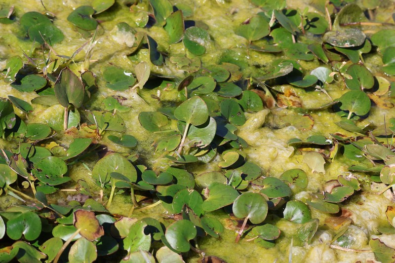 American Spongeplant photo 8