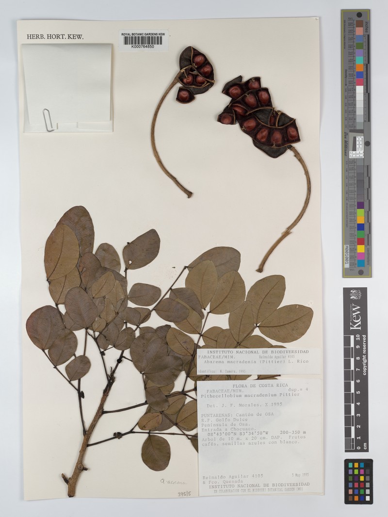 Hydrochorea acreana