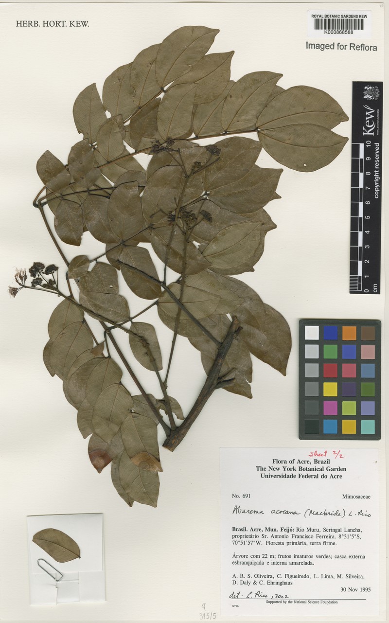 Hydrochorea acreana photo 2