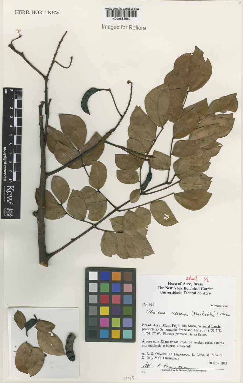 Hydrochorea acreana photo 3