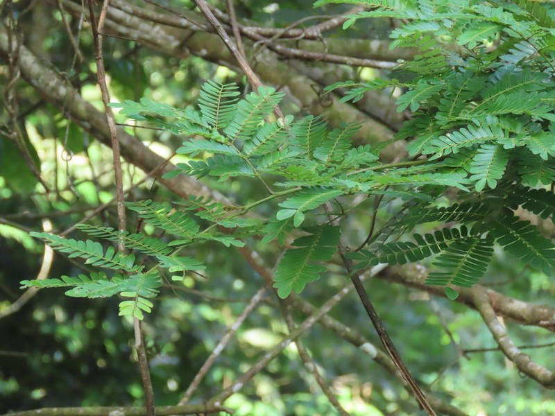 Hydrochorea corymbosa