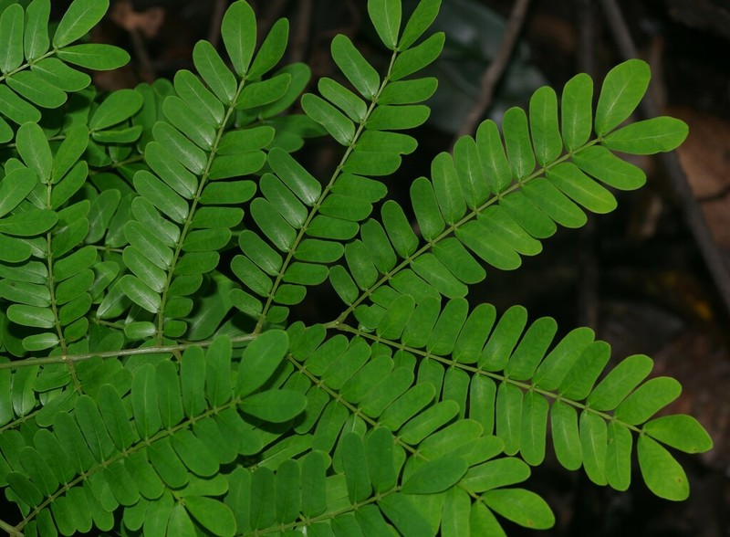 Hydrochorea corymbosa photo 2